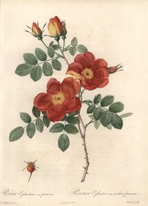 Rosier fetide oder Brombeere von Österreich - Radierung von Coutan, basierend auf einer Illustration von Pierre Joseph Redoute, aus Les Roses
