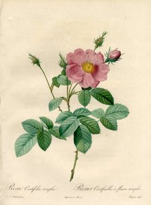 Rosier hundert Blätter mit einfachen Blumen - Radierung von Chapuy, nach einer Illustration von Pierre Joseph Redoute, aus Les Roses