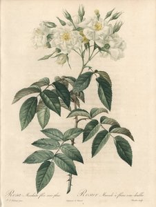 Moschusrose mit gefüllten Blüten - Radierung von Charlin, nach einer Illustration von Pierre Joseph Redouté (1759-1840), Auszug aus Les Roses
