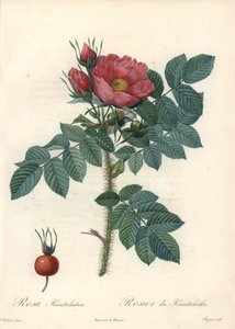 Raue Rose oder Kamtschatka-Rose - Radierung von Chapuy, nach einer Illustration von Pierre Joseph Redoute (1759-1840), aus Les Roses.