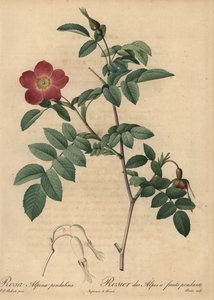 Alpenrose, Rosa pendulina