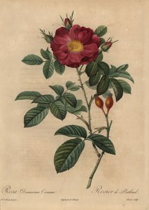 Scharlachrote Damastrose