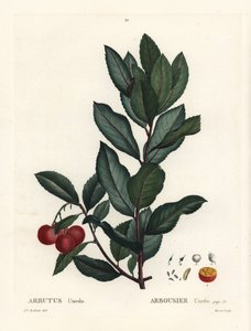 Erdbeerbaum, Arbutus unedo von Pierre Joseph Redouté