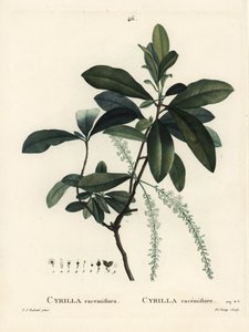 Sumpf-Cyrilla, Cyrilla racemiflora