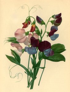 Duftwicken: Lathyrus odoratus, 1827, 1946 von Pierre Joseph Redouté