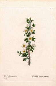 Tausendstachelige Rose, Rose myriacantha, Rose mit tausend Stacheln. Handkolorierter Kupferstich aus Pierre Joseph Redoutés „Les Roses“, Paris von Pierre Joseph Redouté