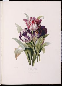 Tulpen, aus "Eine feine Serie von Blumensträußen"