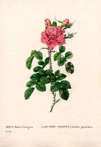 Bunte Vier-Jahreszeiten-Rose, Rosa damascena var. bifera. Handkolorierter Kupferstich aus Pierre Joseph Redoutés „Les Roses“, Paris