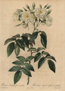 Weiße Moschusrose, Rosa moschata von Pierre Joseph Redouté