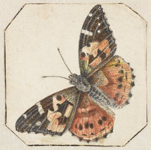 Distelfalter (Vanessa cardui)