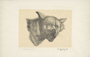 Kopf eines Wolfes oder Hundes von Pieter Bartholomeusz. Barbiers