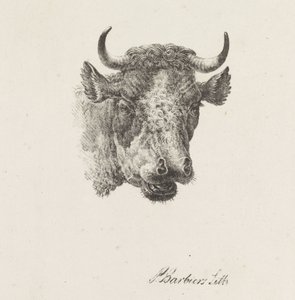 Stierkopf von Pieter Bartholomeusz. Barbiers