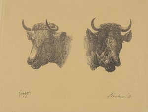 Zwei Stierköpfe