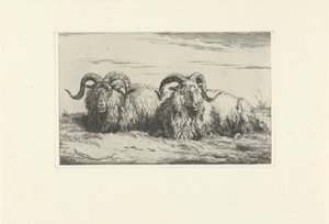 Zwei liegende Widder von Pieter Gerardus van Os