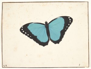 Ein exotischer Tagfalter von Pieter Holsteijn