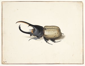 Ein Herkuleskäfer (Dynastes hercules)