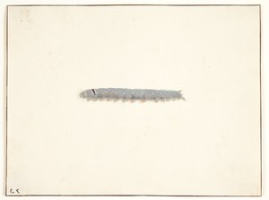 Eine Nachtschmetterlingsraupe von Pieter Holsteijn