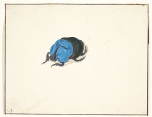 Ein Nashornkäfer von Pieter Holsteijn