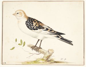 Ein Schneesperling (Plectrophenax nivalis) von Pieter Holsteijn