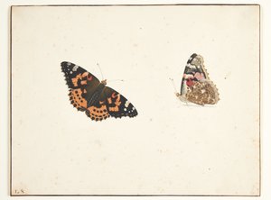 Zwei Studien einer Distelfalter (Vanessa cardui L.)