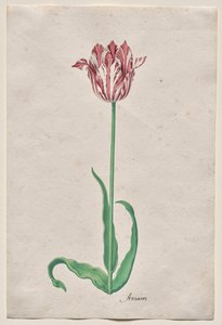 Studie einer Tulpe (Anvaers) von Pieter Holsteyn II