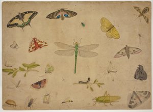 26 Insekten