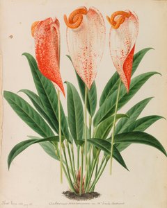 Originale aus Veröffentlichungen der Gartenbau- und Baumpflege, 1878-1881