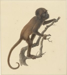 Äffchen