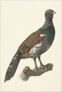 Auerhahn