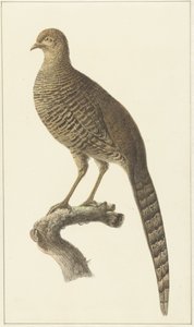 Goldfasan, Henne