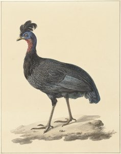Helmperlhuhn