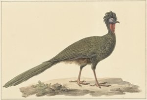 Penelope auf dem Boden