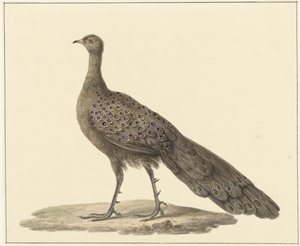 Spiegelpfau