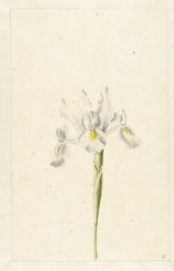 Weiße Iris (Iris albicans)