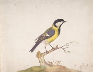 Eine Kohlmeise Parus major auf einem Ast sitzend, 1670-93 von Pieter Withoos