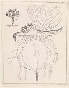 Querschnitt einer Blume von Pieter Yver