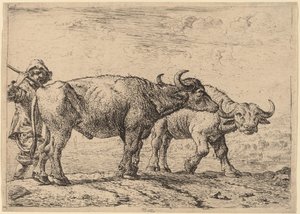 Zwei Büffel und ein Hirte