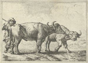 Zwei Büffel und ein Hirte von Pieter van Laer