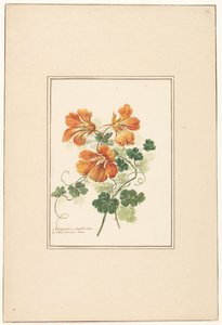 Zweige einer Tropaeolum und ein Veilchen