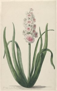 Blühende Hyazinthe