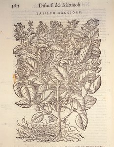 Basilikum (Ocymum basilicum) von Pietro Andrea Mattioli