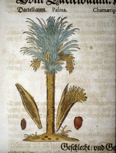 Botanische Tafel: Dattelpalme - in „Herbarium Mattioli“