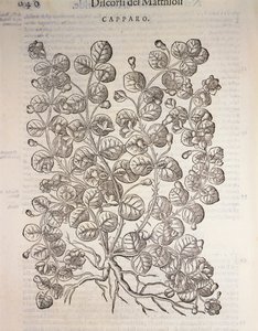 Kapernstrauch (Capparis spinosa), Gravur von Pier Andrea Mattioli von Pietro Andrea Mattioli