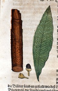 Cinnamoma. Gravur - in „Kreutterbuch Dess Hochgelehrten und weitberühmten Herrn D. Petri Andreae Matthioli“ von Pietro Andrea Mattioli (Matthiole) (1500-1577). Frankfurt von Pietro Andrea Mattioli