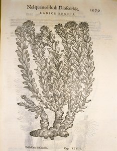 Goldene Wurzel oder Rosenwurz (Rhodiola rosea), Gravur von Pier Andrea Mattioli von Pietro Andrea Mattioli