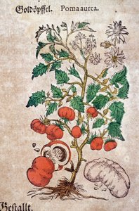 Herbarium: botanische Planoma aureache, die eine Tomatenpflanze darstellt. Gravur aus „Kreutterbuch Des Hochgelehrten unnd weitberuhmten Herrn D. Petri Andreae Matthioli“ von Pietro Andrea Mattioli