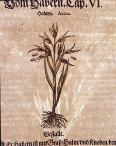Herbarium: Hafer. Gravur in „Kreutterbuch Dess Hochgelehrten und weitberühmten Herrn D. Petri Andreae Matthioli“ von Pietro Andrea Mattioli von Pietro Andrea Mattioli
