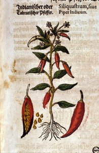 Indischer Pfeffer. Gravur - in „Kreutterbuch Dess Hochgelehrten und weitberühmten Herrn D. Petri Andreae Matthioli“ von Pietro Andrea Mattioli (Matthiole) (1500-1577). Frankfurt