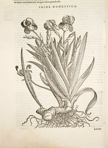 Iris (Iride domestica), Gravur von Pier Andrea Mattioli von Pietro Andrea Mattioli