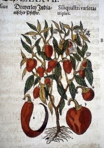Paprika oder Siliquaftri varietas triplex - In „Herbier Mattioli“